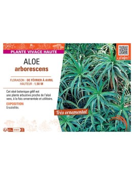 ALOE ARBORESCENS