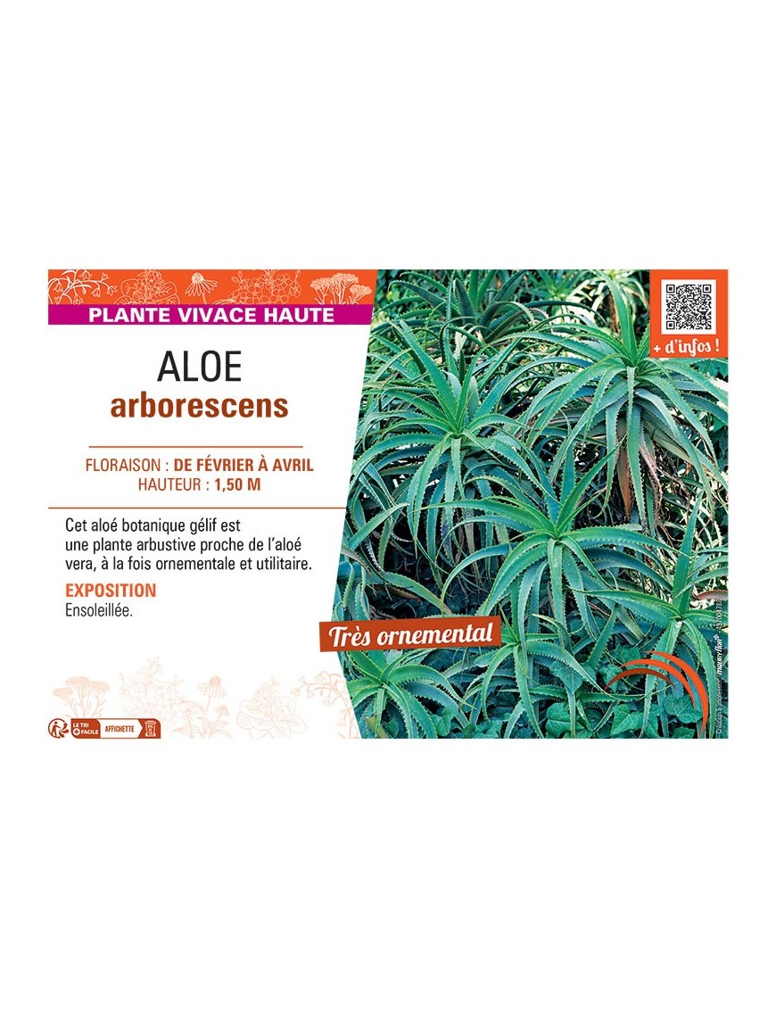 ALOE ARBORESCENS