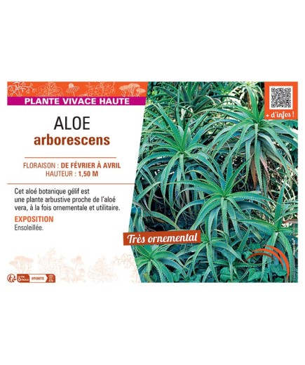 ALOE ARBORESCENS