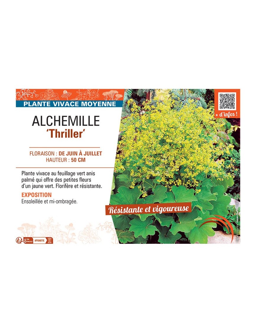ALCHEMILLE THRILLER