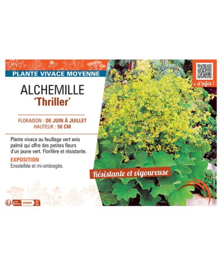 ALCHEMILLE THRILLER