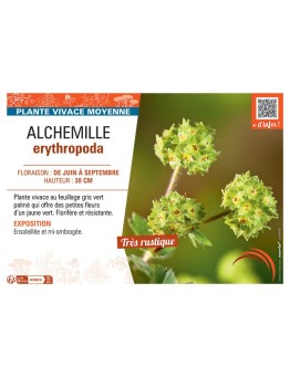 ALCHEMILLE ERYTHROPODA