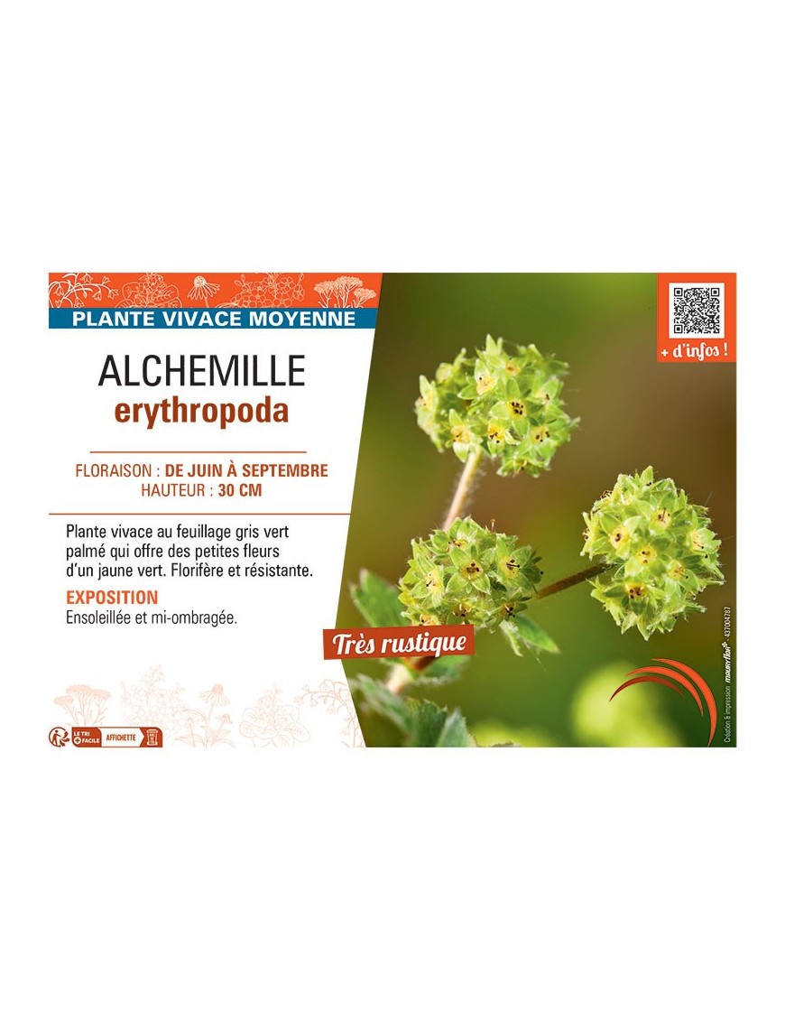 ALCHEMILLE ERYTHROPODA
