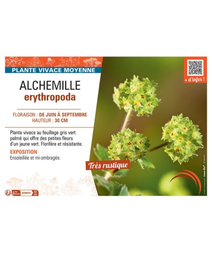 ALCHEMILLE ERYTHROPODA