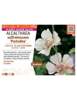 ALCALTHAEA SUFFRUTESCENS PARKALLEE