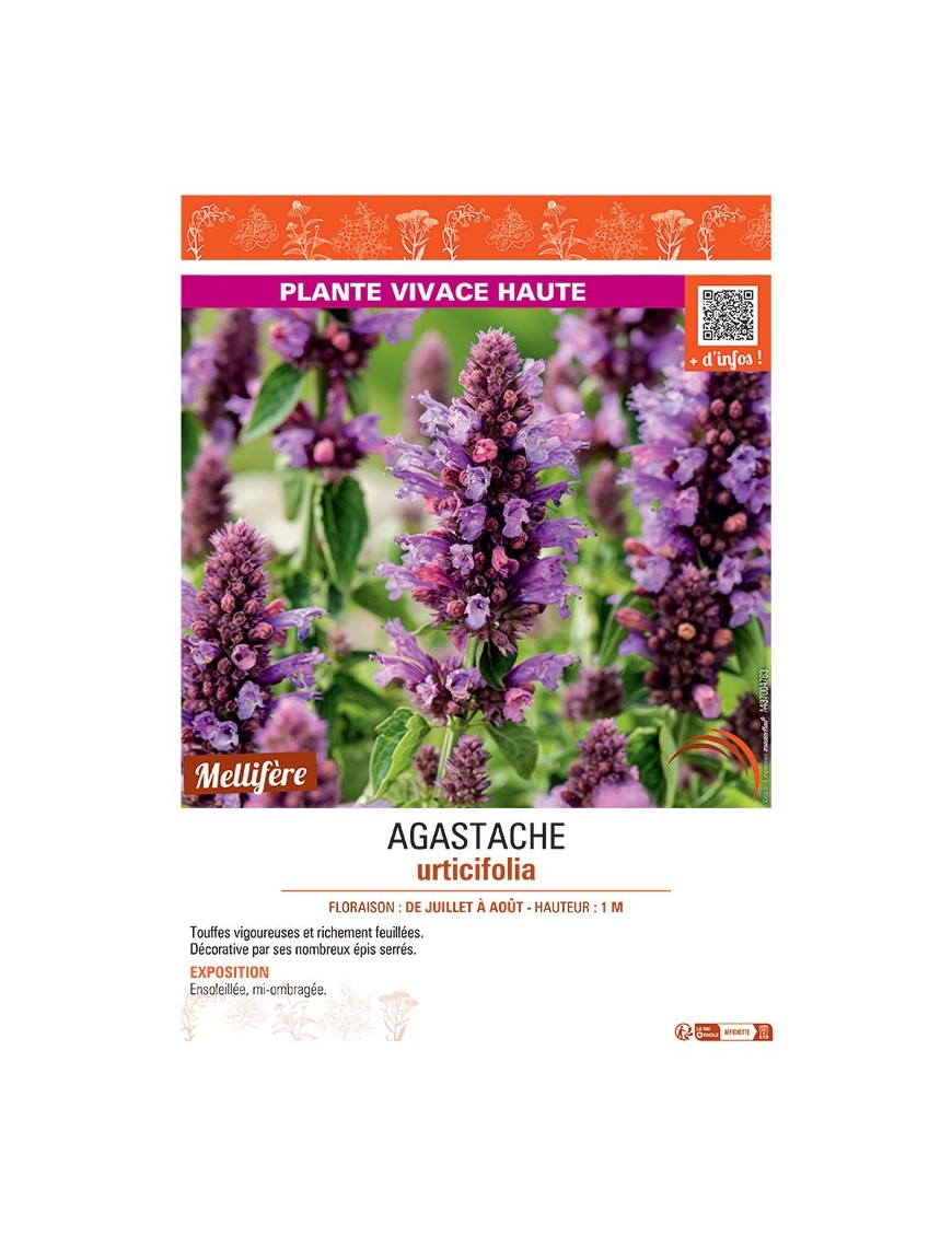 AGASTACHE URTICIFOLIA