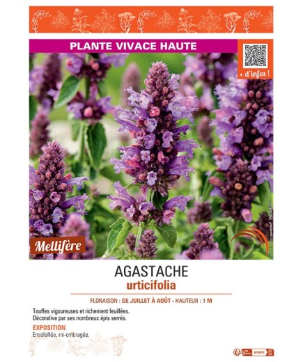 AGASTACHE URTICIFOLIA