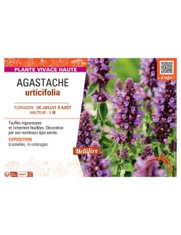 AGASTACHE URTICIFOLIA