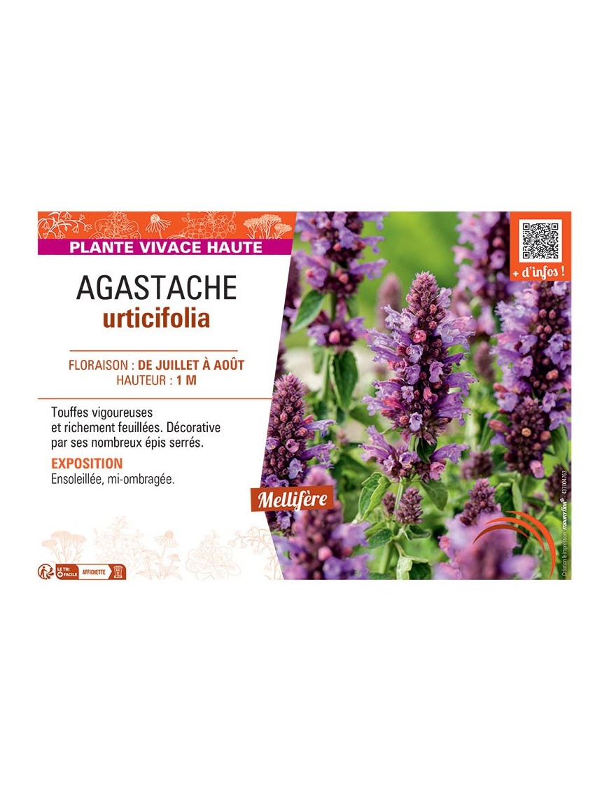 AGASTACHE URTICIFOLIA