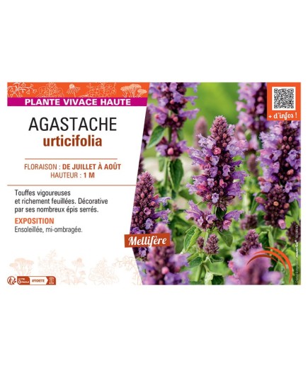 AGASTACHE URTICIFOLIA