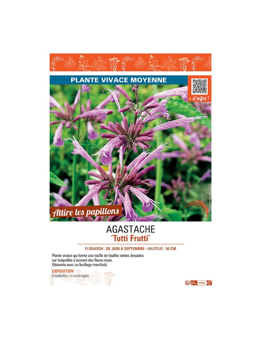 AGASTACHE TUTTI FRUTTI