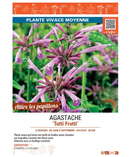 AGASTACHE TUTTI FRUTTI