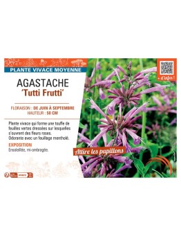AGASTACHE TUTTI FRUTTI