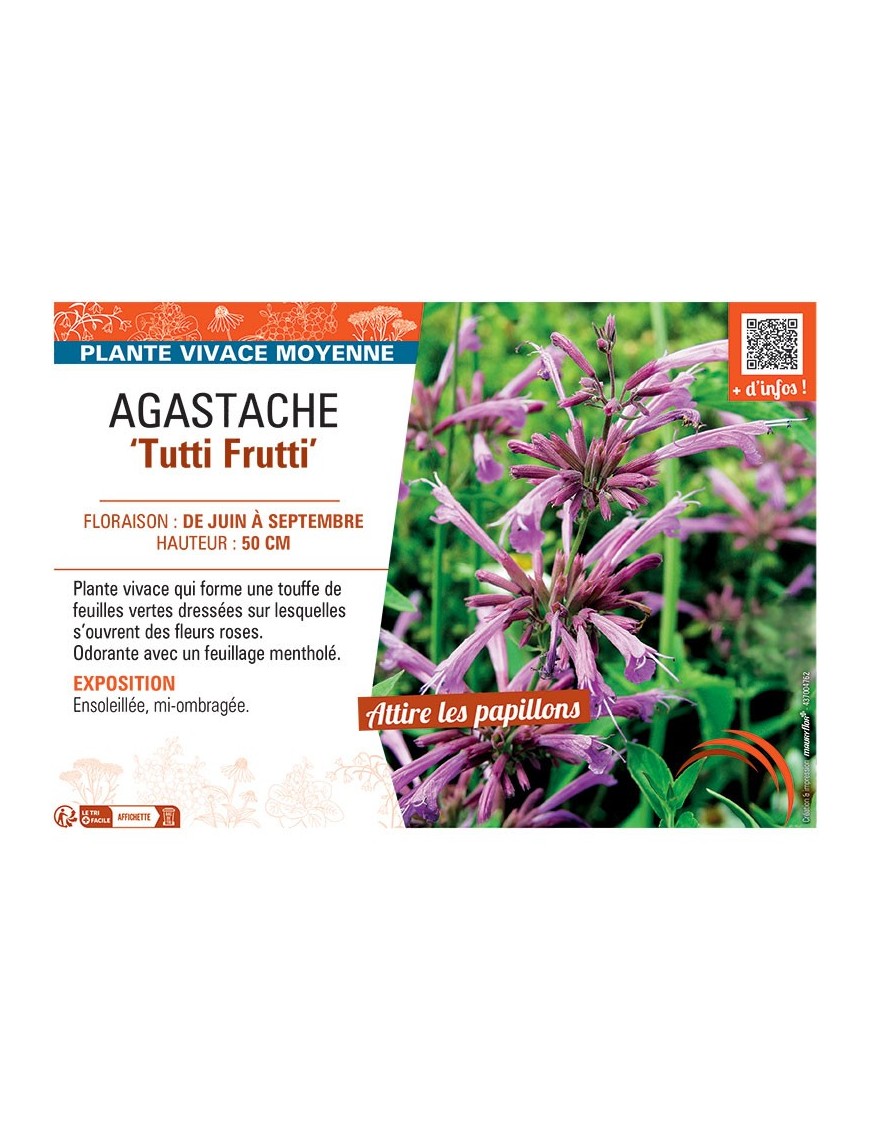 AGASTACHE TUTTI FRUTTI
