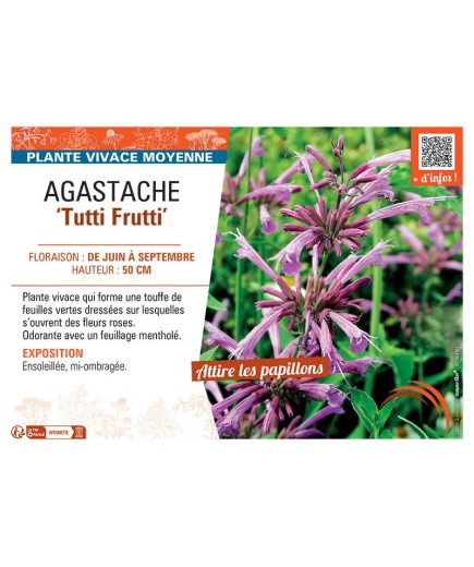 AGASTACHE TUTTI FRUTTI