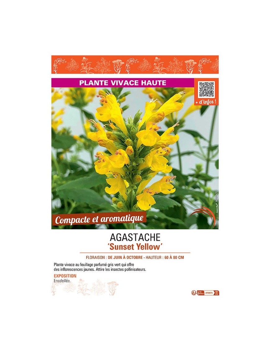 AGASTACHE SUNSET YELLOW