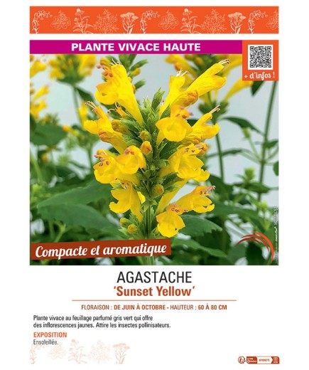 AGASTACHE SUNSET YELLOW