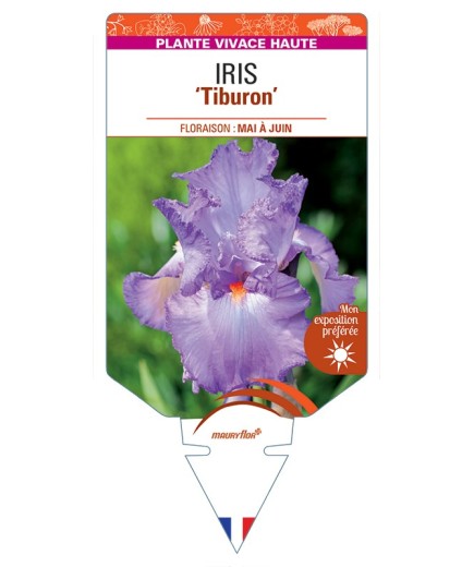 IRIS (germanica) Tiburon