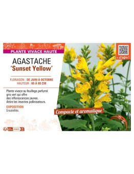AGASTACHE SUNSET YELLOW