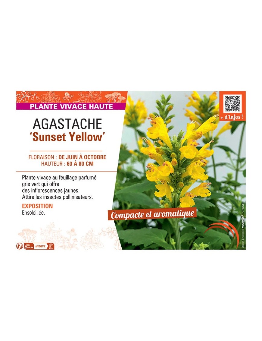 AGASTACHE SUNSET YELLOW