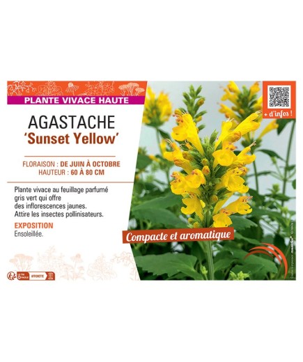 AGASTACHE SUNSET YELLOW