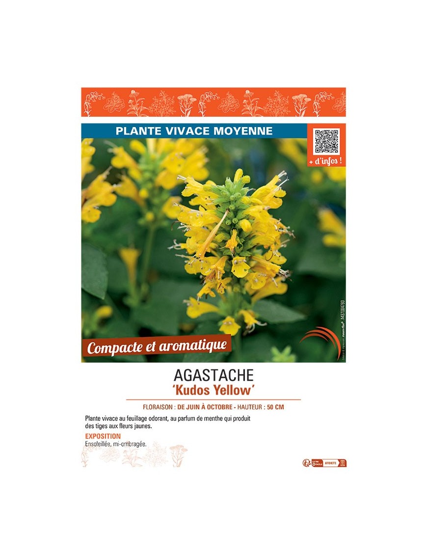 AGASTACHE KUDOS YELLOW