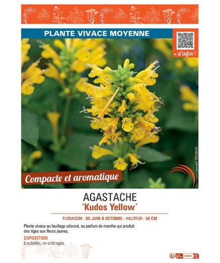 AGASTACHE KUDOS YELLOW