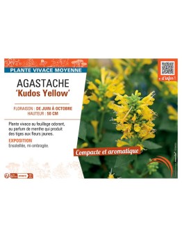 AGASTACHE KUDOS YELLOW