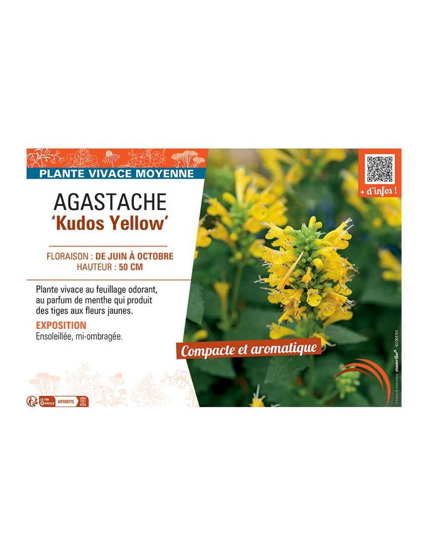 AGASTACHE KUDOS YELLOW