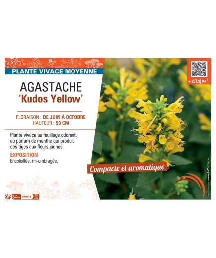 AGASTACHE KUDOS YELLOW