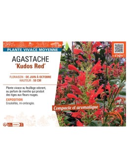 AGASTACHE KUDOS RED