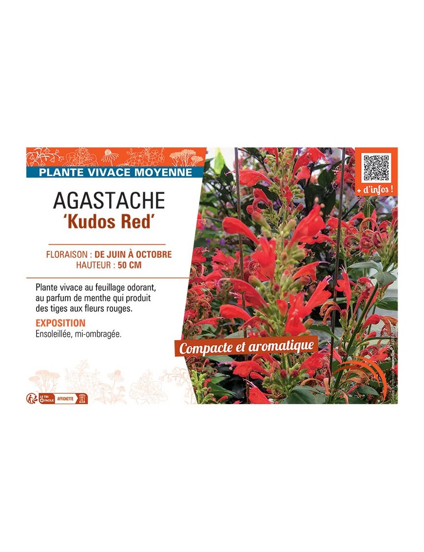 AGASTACHE KUDOS RED