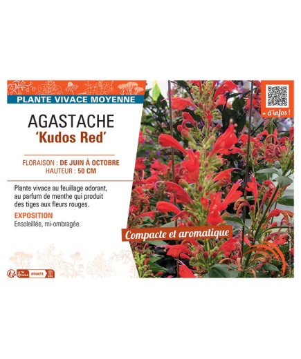 AGASTACHE KUDOS RED
