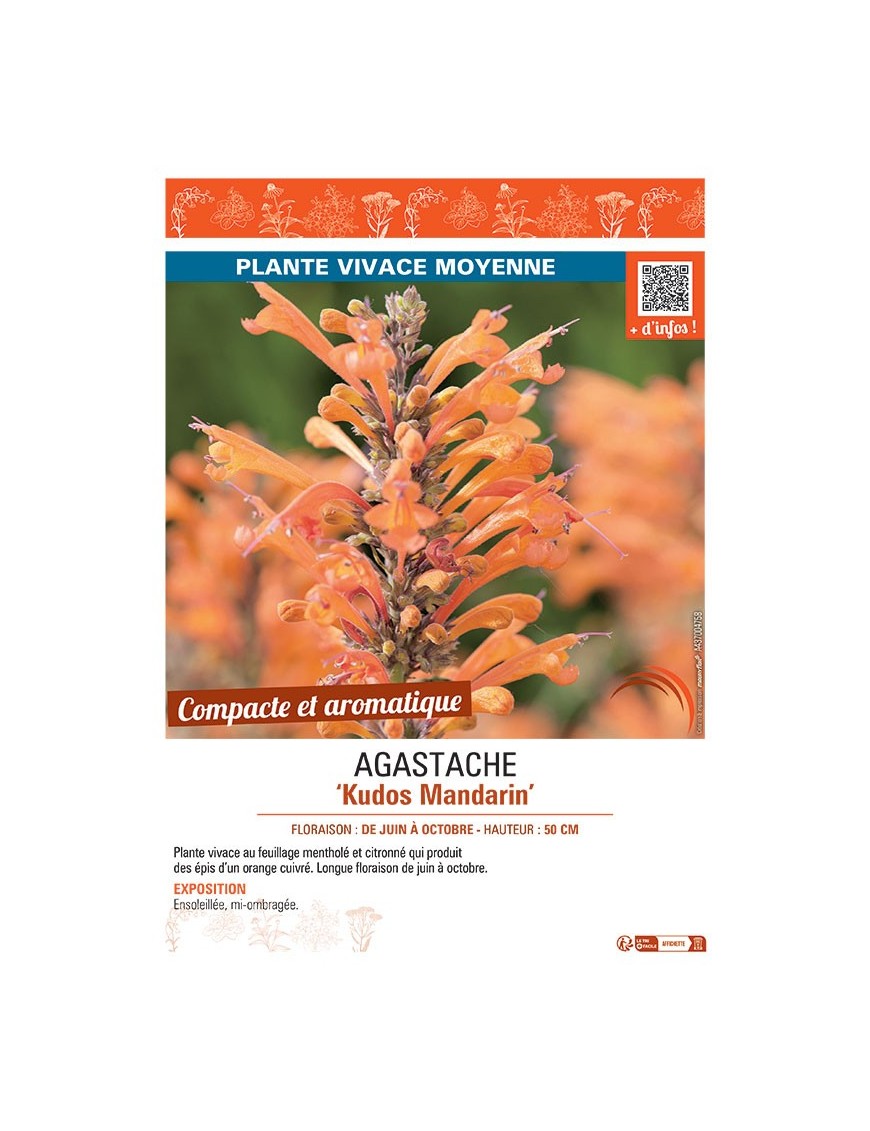 AGASTACHE KUDOS MANDARIN