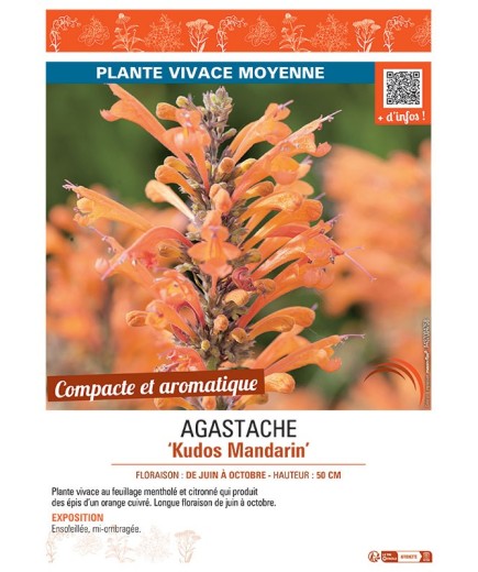 AGASTACHE KUDOS MANDARIN