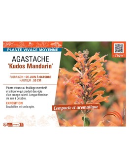 AGASTACHE KUDOS MANDARIN