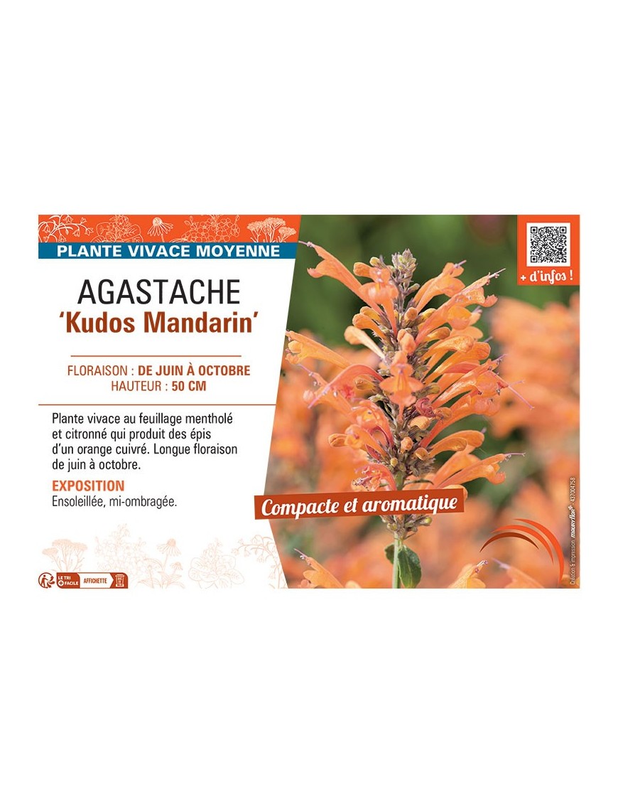 AGASTACHE KUDOS MANDARIN