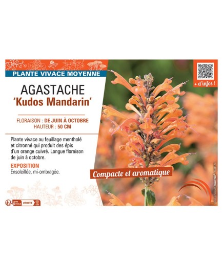AGASTACHE KUDOS MANDARIN