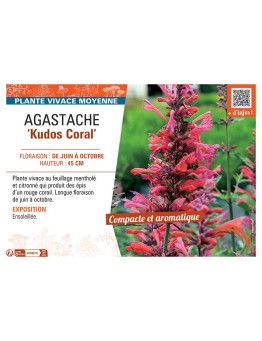 AGASTACHE KUDOS CORAL