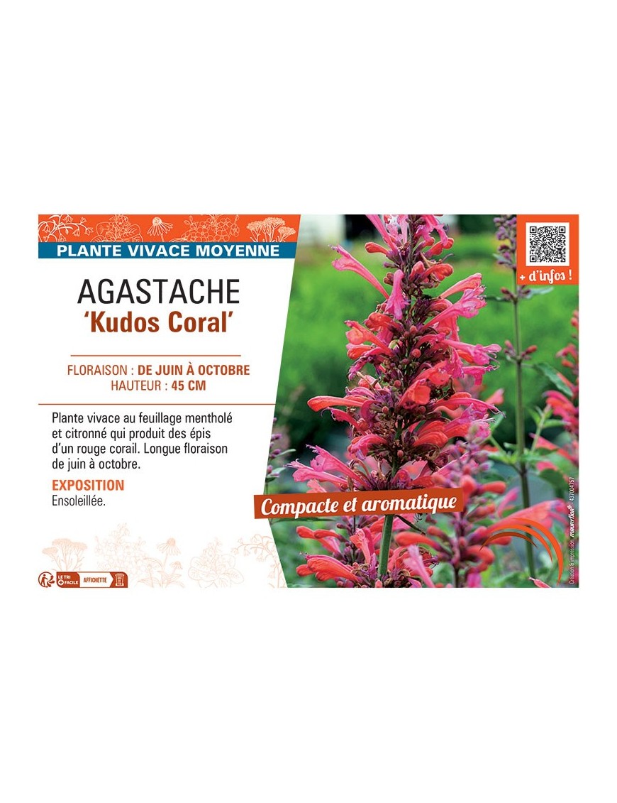 AGASTACHE KUDOS CORAL