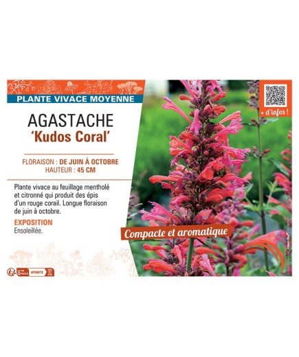 AGASTACHE KUDOS CORAL
