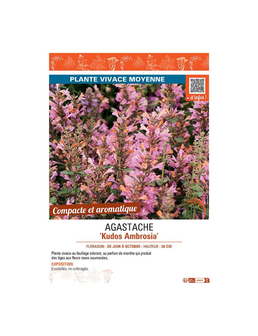 AGASTACHE KUDOS AMBROSIA