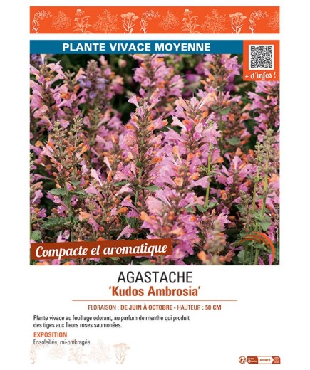 AGASTACHE KUDOS AMBROSIA