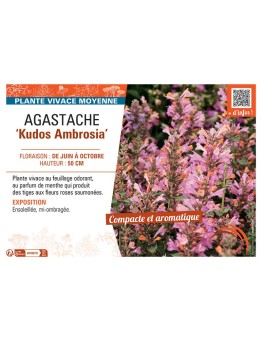 AGASTACHE KUDOS AMBROSIA
