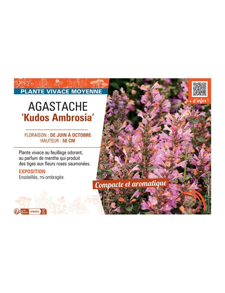AGASTACHE KUDOS AMBROSIA