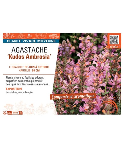 AGASTACHE KUDOS AMBROSIA
