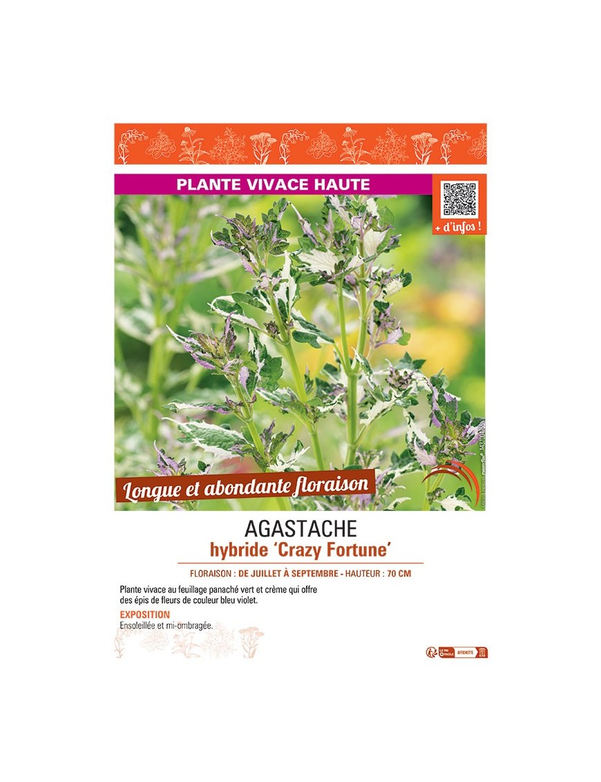 AGASTACHE HYBRIDE CRAZY FORTUNE