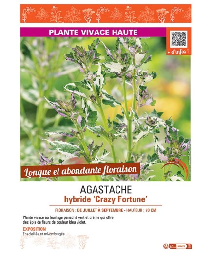 AGASTACHE HYBRIDE CRAZY FORTUNE