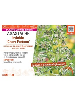 AGASTACHE HYBRIDE CRAZY FORTUNE
