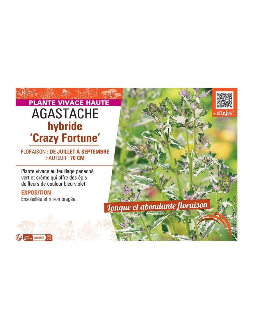 AGASTACHE HYBRIDE CRAZY FORTUNE